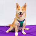Combo Pechera + Traílla para Perro | Latidos Verde — Monarcas Pets