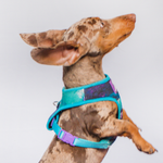 Pechera Latidos Azul Monarcas Pets Co.