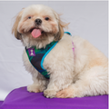 Combo Pechera + Traílla para Perro | Latidos Verde — Monarcas Pets