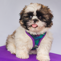 Combo Pechera + Traílla para Perro | Latidos Verde — Monarcas Pets