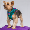 Combo Pechera + Traílla para Perro | Latidos Verde — Monarcas Pets
