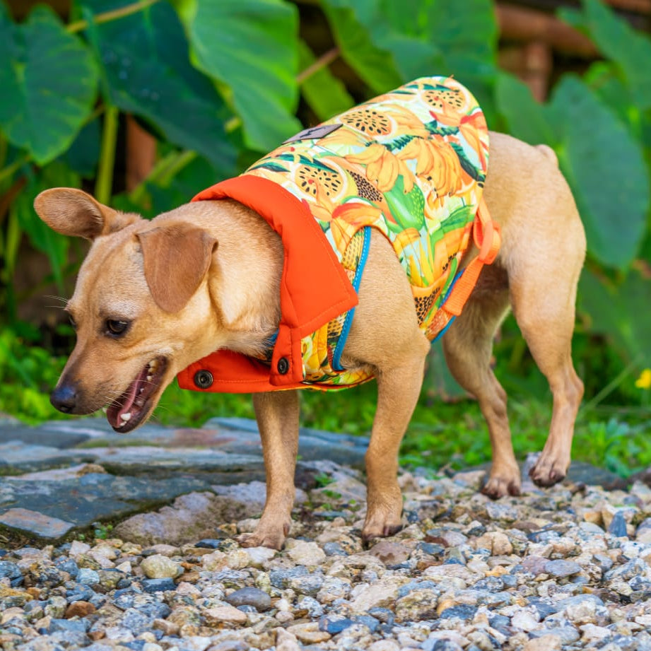 Reverzzo Néctar Sagrado | Chaleco Reversible para Perro | Monarcas Pets Monarcas Pets Co.