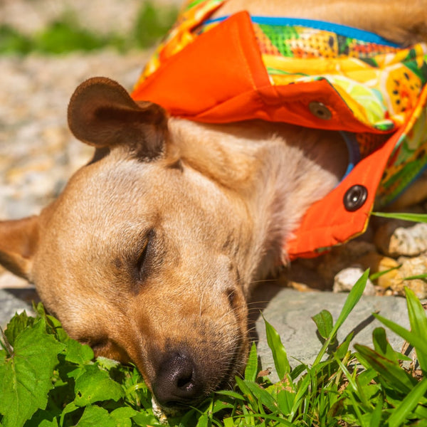 Reverzzo Néctar Sagrado | Chaleco Reversible para Perro | Monarcas Pets Monarcas Pets Co.