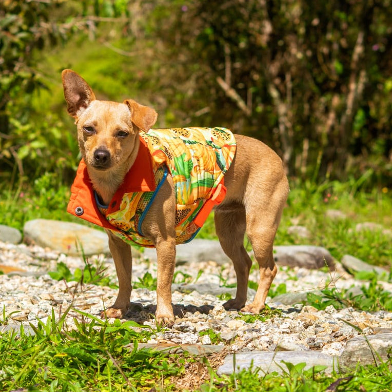 Reverzzo Néctar Sagrado | Chaleco Reversible para Perro | Monarcas Pets Monarcas Pets Co.