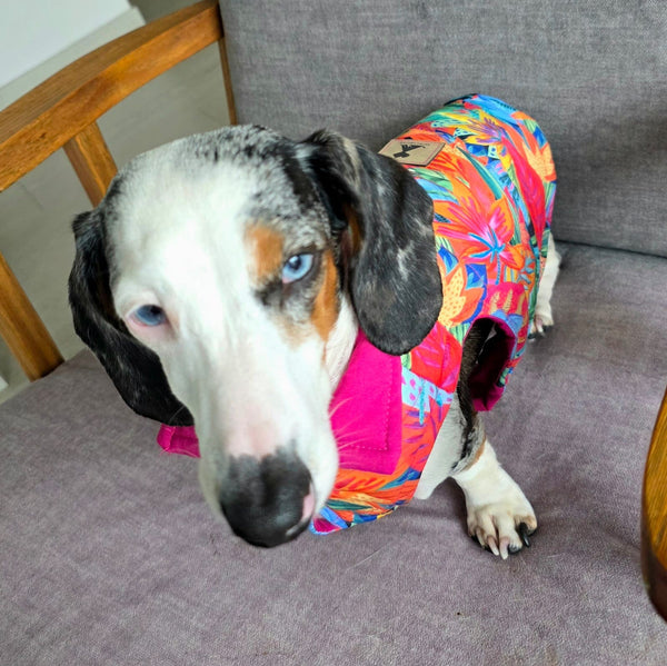 Reverzzo Flora Efímera | Chaleco Reversible para Perro | Monarcas Pets Monarcas Pets Co.