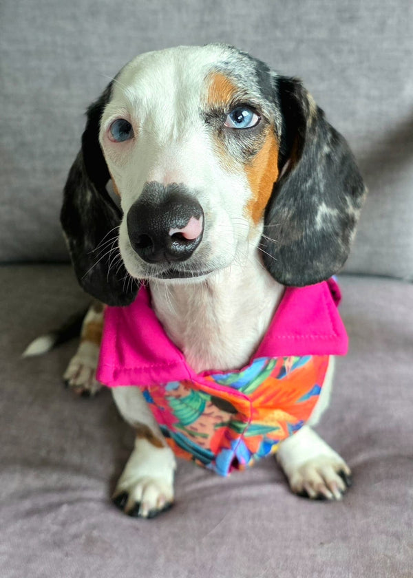 Chaleco reversible Flora Efímera para perro — Diseño exclusivo Monarcas Pets