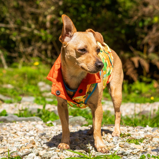 Chaleco reversible Néctar Sagrado para perro — Diseño colombiano Monarcas Pets