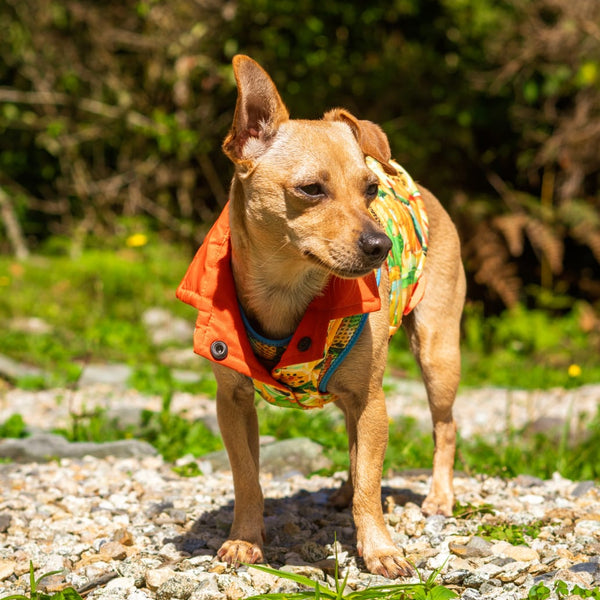 Chaleco reversible Néctar Sagrado para perro — Diseño colombiano Monarcas Pets