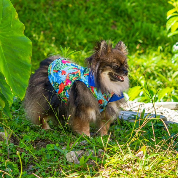 Chaleco reversible Vuelo Perpetuo para perro — Monarcas Pets Colombia