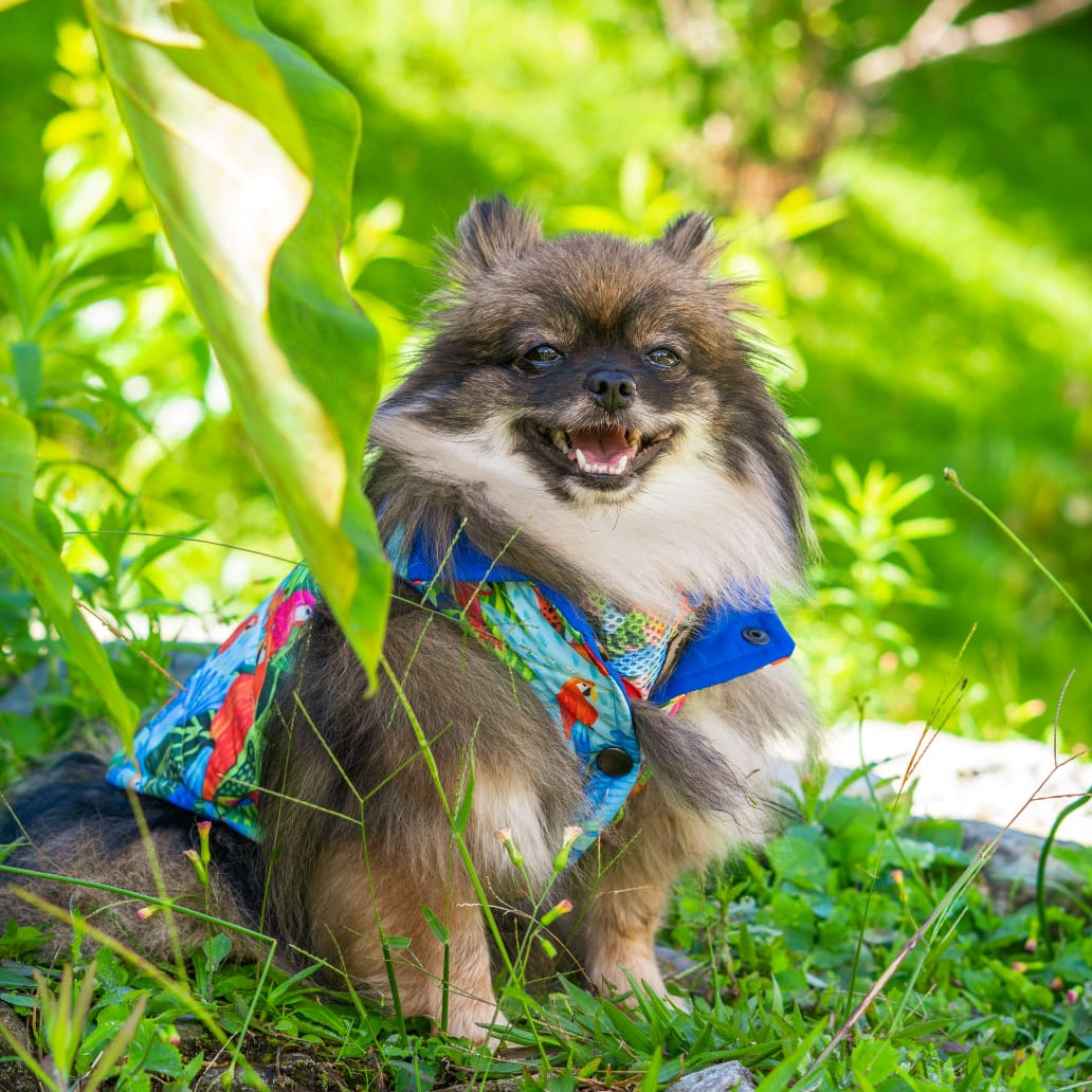 Reverzzo Vuelo Perpetuo | Chaleco Reversible para Perro | Monarcas Pets Monarcas Pets Co.