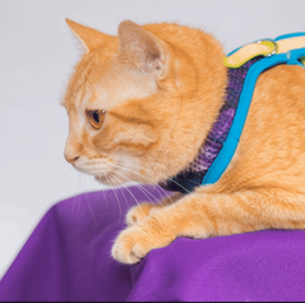 Pechera para gato Monarcas | Latidos Azul Monarcas Pets Co.