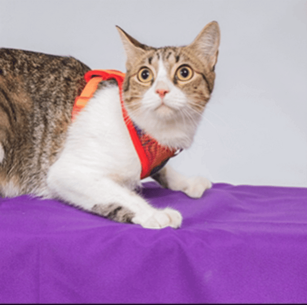 Pechera para gato | Latidos Roja Monarcas Pets Co.