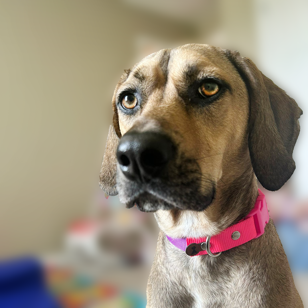 collar para perro