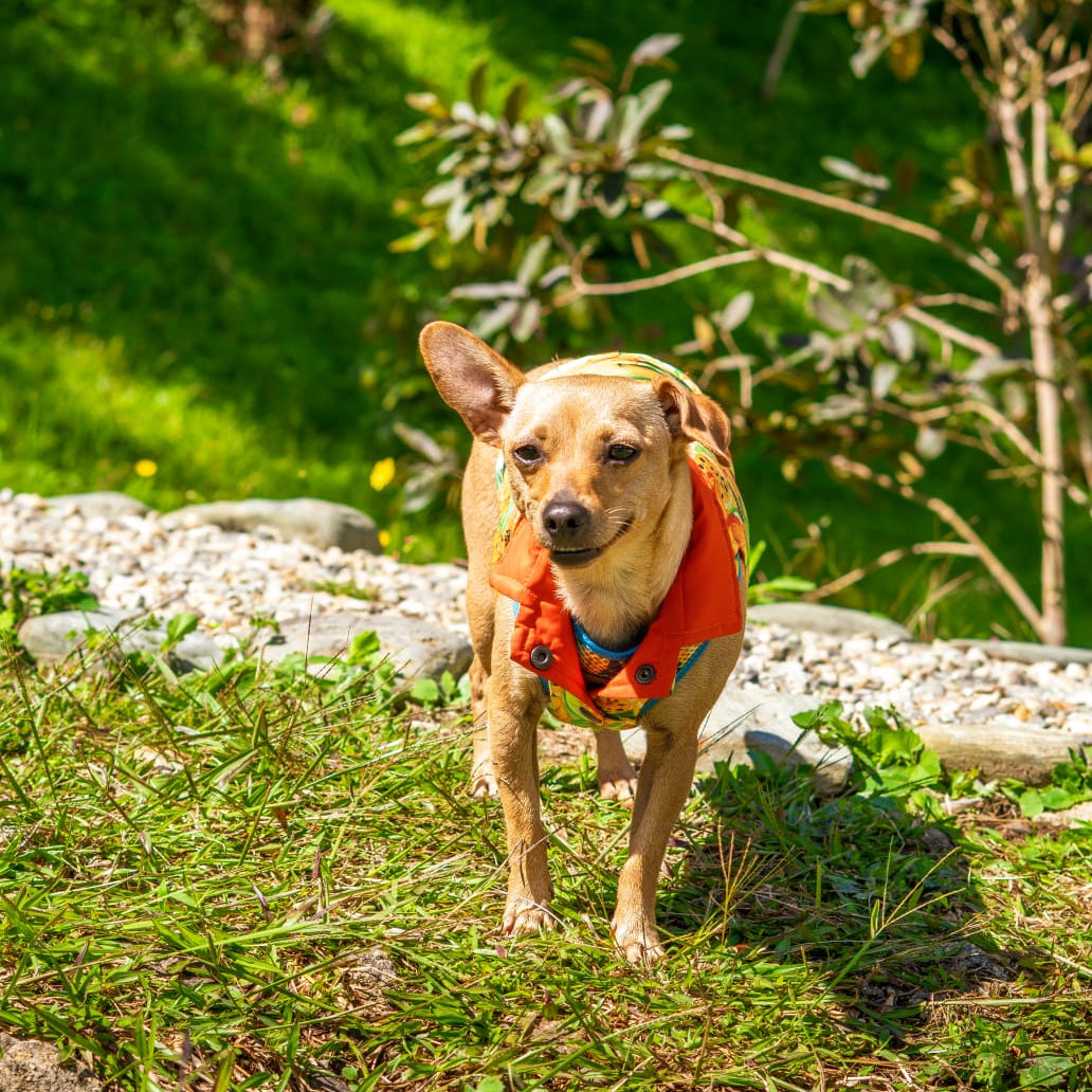 Reverzzo Néctar Sagrado | Chaleco Reversible para Perro | Monarcas Pets Monarcas Pets Co.