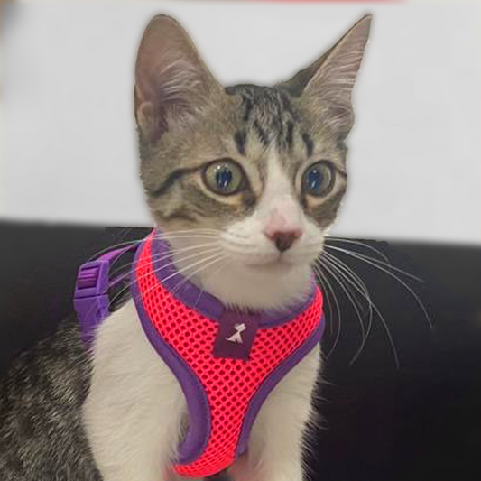Pechera Monarcas | Gato Pink Monarcas