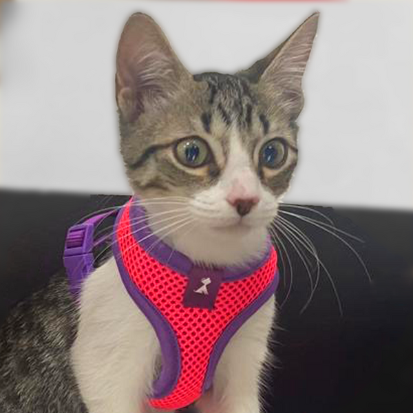 Pechera Gato | Pink Monarcas