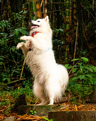 DISEÑOS ÚNICOS Y ORIGINALES