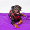 Combo Pechera + Traílla para Perro | Latidos Rojo — Monarcas Pets