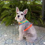 Pechera Néctar Sagrado para Perro | Colección Raíz Viva — Monarcas Pets Monarcas Pets Co.