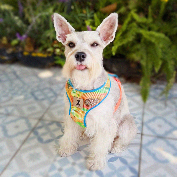 Pechera Néctar Sagrado para Perro | Colección Raíz Viva — Monarcas Pets Monarcas Pets Co.