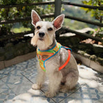 Pechera Néctar Sagrado para Perro | Colección Raíz Viva — Monarcas Pets Monarcas Pets Co.