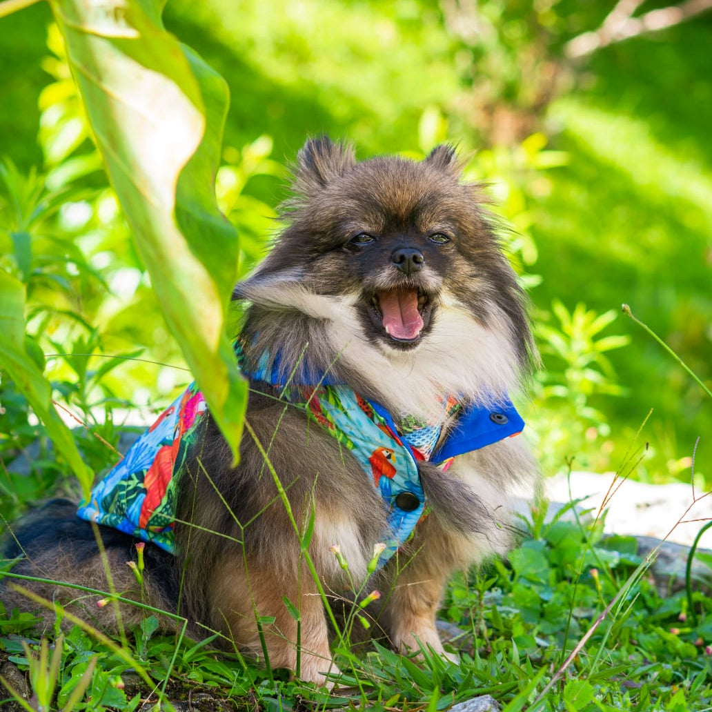 Reverzzo Vuelo Perpetuo | Chaleco Reversible para Perro | Monarcas Pets Monarcas Pets Co.