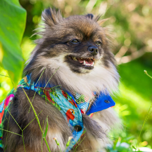 Reverzzo Vuelo Perpetuo chaleco reversible para perro Monarcas Pets