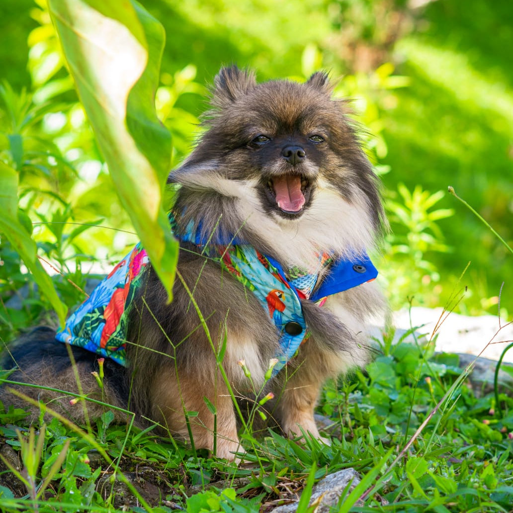 Chaleco para perro diseño tropical artesanal Colombia Monarcas Pets